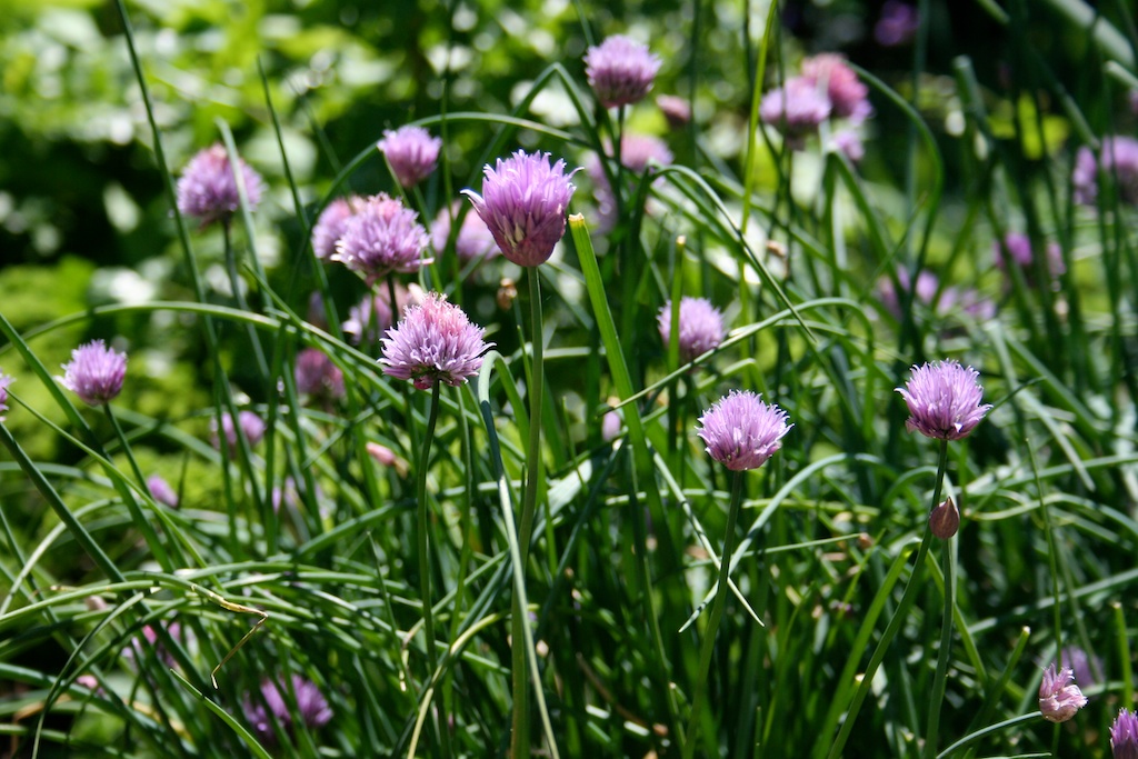 Purple chive flowers